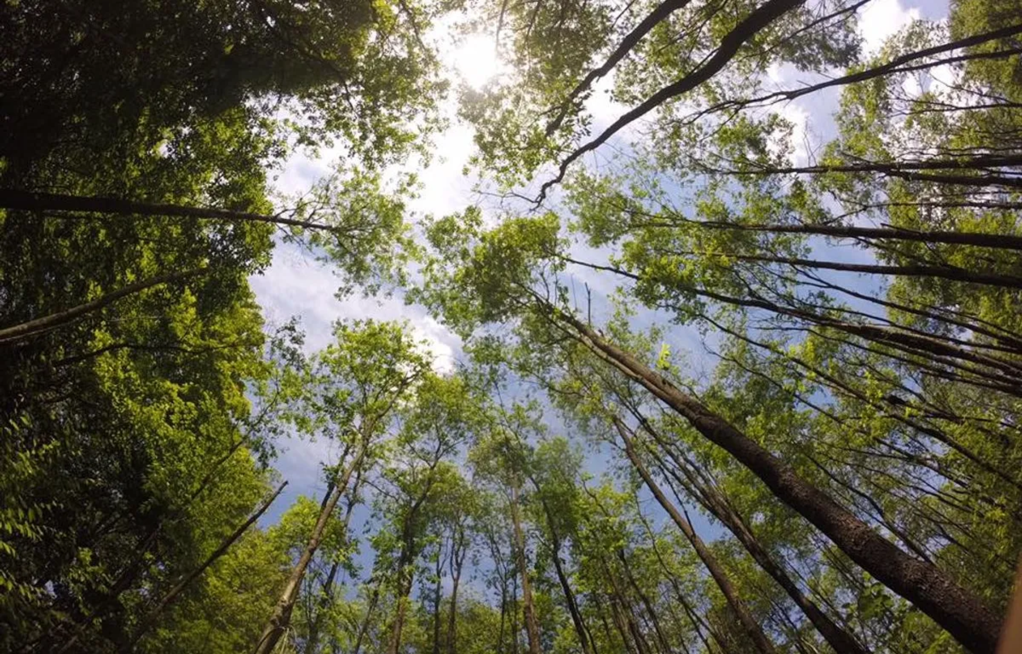Sri Vidyalaya PU College forestry and silviculture services